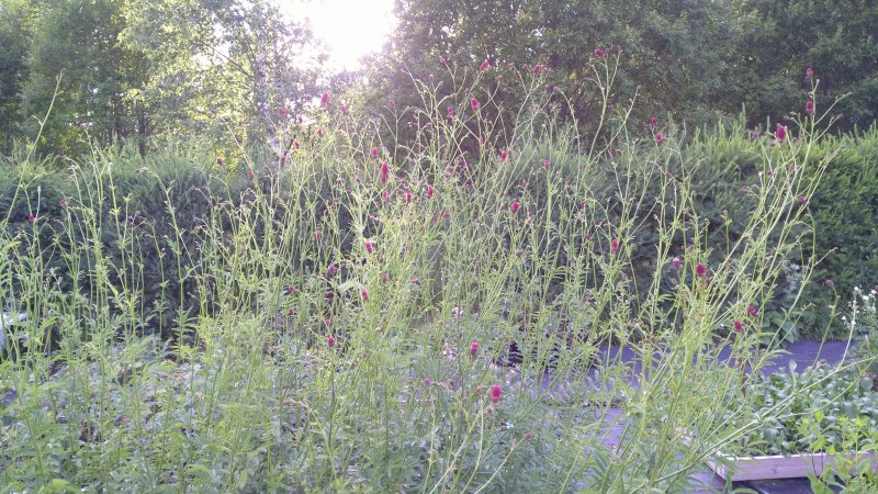 Sanguisorba officinalis 'Arnhem' ürt-punanupp